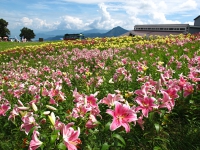 湯沢高原 アルプの里