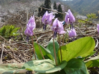 可憐なカタクリの花